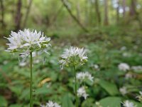 Allium ursinum 68, Daslook, Saxifraga-Mark Zekhuis