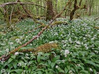 Allium ursinum 69, Daslook, Saxifraga-Mark Zekhuis