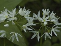 Allium ursinum 7, Daslook, Saxifraga-Jan van der Straaten