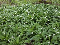 Group of Wild garlic (allium ursinum)  Group of Wild garlic (allium ursinum) : white, flower, spring, flora, floral, nature, natural, petal, Allium ursinum, flowers, growth, plant, springtime, allium, garlic, bear's garlic, petals, stamen, stamens, ramsons, buckrams, wild garlic, broad-leaved garlic, wood garlic, bear leek, outside, outdoors, outdoor, nobody, no people