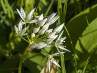 Allium ursinum 71, Daslook, Saxifraga-Jan van der Straaten