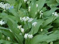 Allium ursinum 8, Daslook, Saxifraga-Willem van Kruijsbergen