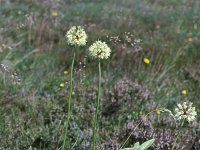 Allium victorialis 2, Saxifraga-Piet Zomerdijk