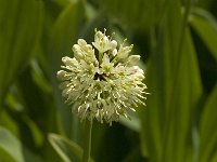 Allium victorialis 3, Saxifraga-Jan van der Straaten