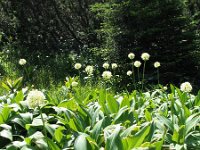 Allium victorialis 4, Saxifraga-Jasenka Topic