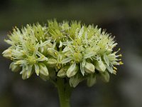 Allium victorialis 5, Saxifraga-Willem van Kruijsbergen