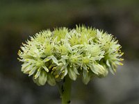 Allium victorialis 6, Saxifraga-Willem van Kruijsbergen