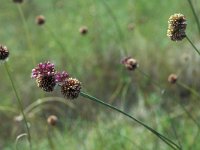 Allium vineale 1, Kraailook, Saxifraga-Piet Zomerdijk