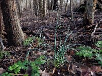 Allium vineale 10, Kraailook, Saxifraga-Ed Stikvoort