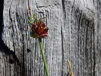 Allium vineale 11, Kraailook, Saxifraga-Ed Stikvoort