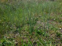 Allium vineale 12, Kraailook, Saxifraga-Ed Stikvoort