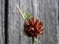 Allium vineale 13, Kraailook, Saxifraga-Ed Stikvoort