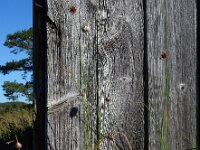 Allium vineale 15, Kraailook, Saxifraga-Ed Stikvoort