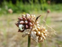 Allium vineale 3, Kraailook, Saxifraga-Rutger Barendse