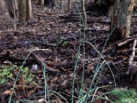 Allium vineale 14, Kraailook, Saxifraga-Ed Stikvoort