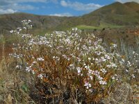Allochrusa versicolor 2, Saxifraga-Ed Stikvoort