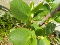 Alnus cordata 10, Hartbladige els, Saxifraga-Rutger Barendse