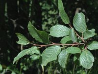 Alnus viridis, Green Alder