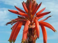 Aloe arborescens 1, Saxifraga-Ed Stikvoort