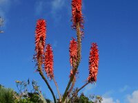 Aloe arborescens 4, Saxifraga-Ed Stikvoort