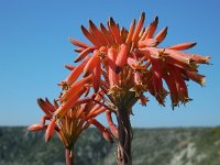 Aloe maculata 1, Saxifraga-Ed Stikvoort