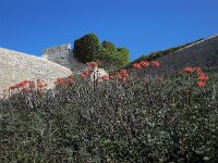 Aloe maculata 2, Saxifraga-Ed Stikvoort