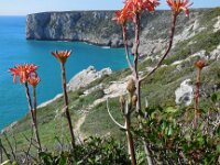 Aloe maculata 3, Saxifraga-Ed Stikvoort