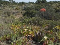 Aloe mitriformis 1, Saxifraga-Willem van Kruijsbergen