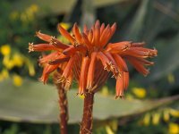 Aloe succotrina 1, Saxifraga-Piet Zomerdijk