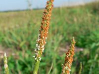 Alopecurus aequalis 2, Rosse vossenstaart, Saxifraga-Jan Willem Jongepier