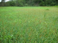 Alopecurus aequalis 3, Rosse vossenstaart, Saxifraga-Rutger Barendse