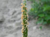 Alopecurus aequalis 4, Rosse vossenstaart, Saxifraga-Rutger Barendse