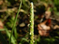 Alopecurus aequalis 5, Rosse vossenstaart, Saxifraga-Rutger Barendse