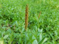 Alopecurus aequalis 6, Rosse vossenstaart, Saxifraga-Peter Meininger