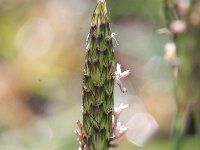 Alopecurus rendlei 2, Blaasvossenstaart, Saxifraga-Rutger Barendse