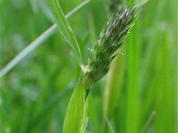 Alopecurus rendlei 3, Blaasvossenstaart, Saxifraga-Jasenka Topic