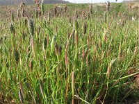 Alopecurus rendlei 4, Blaasvossenstaart, Saxifraga-Jasenka Topic