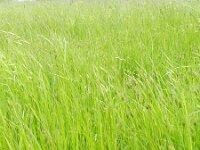 Alopecurus rendlei 5, Blaasvossenstaart, Saxifraga-Rutger Barendse