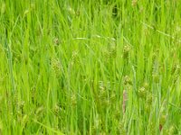 Alopecurus rendlei 6, Blaasvossenstaart, Saxifraga-Rutger Barendse