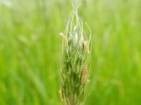 Alopecurus rendlei 7, Blaasvossenstaart, Saxifraga-Rutger Barendse