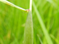 Alopecurus rendlei 8, Blaasvossenstaart, Saxifraga-Rutger Barendse
