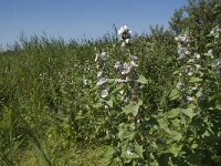 Althaea officinalis 10, Heemst, Saxifraga-Willem van Kruijsbergen