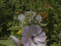 Althaea officinalis 11, Heemst, Saxifraga-Jan van der Straaten