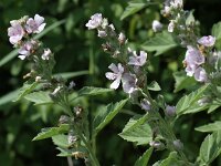 Althaea officinalis 12, Heemst, Saxifraga-Peter Meininger
