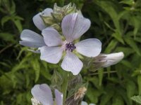 Althaea officinalis 13, Heemst, Saxifraga-Jan van der Straaten