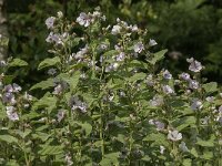 Althaea officinalis 14, Heemst, Saxifraga-Jan van der Straaten