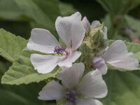 Althaea officinalis 15, Heemst, Saxifraga-Jan van der Straaten