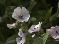 Althaea officinalis 16, Heemst, Saxifraga-Jan van der Straaten