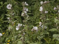 Althaea officinalis 17, Heemst, Saxifraga-Jan van der Straaten