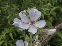 Althaea officinalis 18, Heemst, Saxifraga-Jan van der Straaten